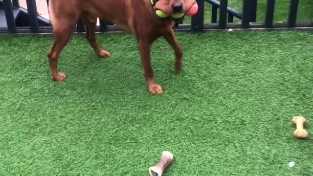 Dog Carries Three Tennis Balls in His Mouth
