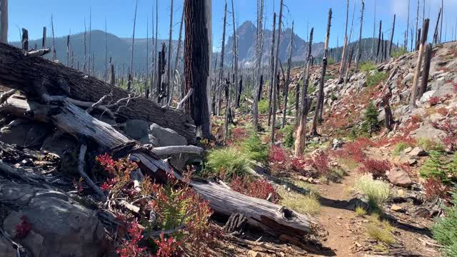 Central Oregon - Mount Jefferson Wilderness - Enjoying an Ecological Wonderland