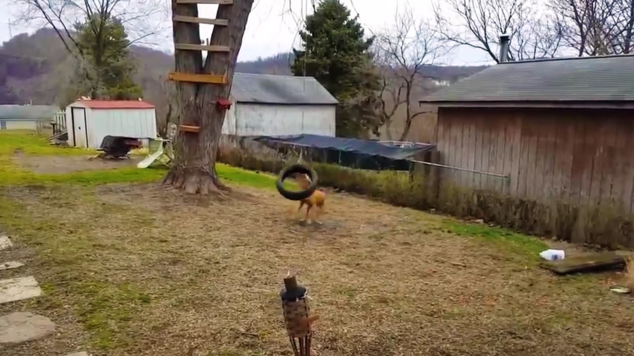 Funniest Cats and Dogs Compilation - Best Funniest Video 2023 - Funny Animal Videos