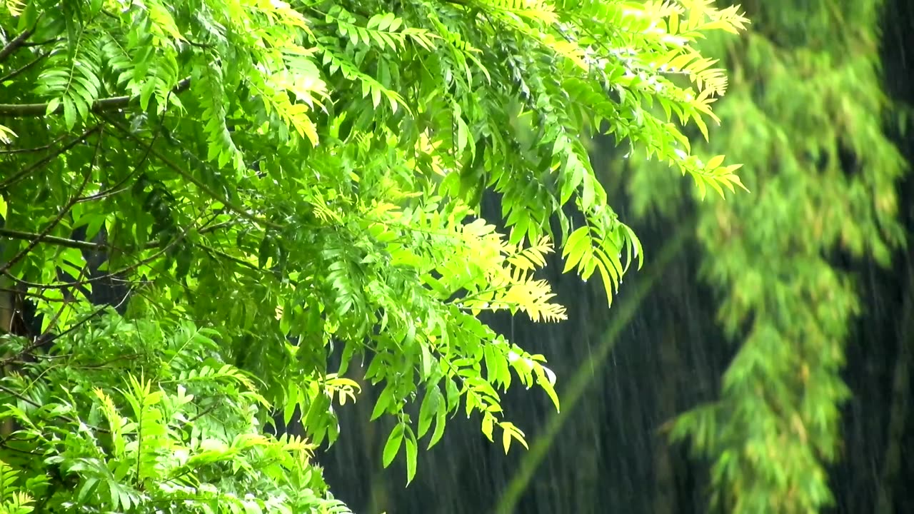 Soothing Rain Sounds for Sleeping and Relaxation Calm Your Mind with Thunder Ambiance