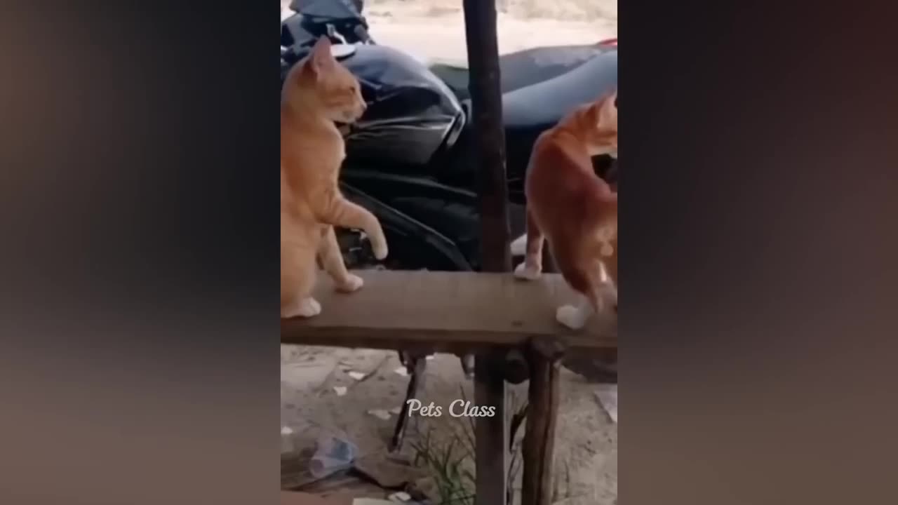 try not to laugh😂