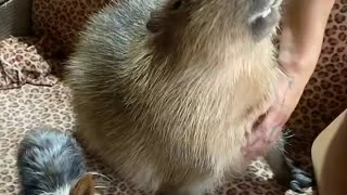 Capybara Loves Getting Neck Scratches