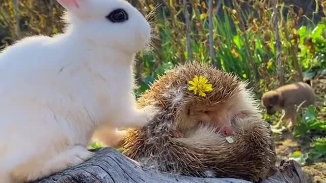 How cute it is for rabbits to eat dandelions