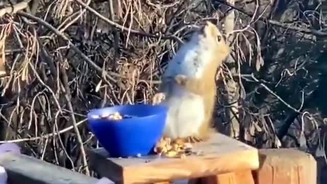 Squirrel piss drunk on fermented pears