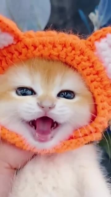 Little mao #cat #catvideos #shorts