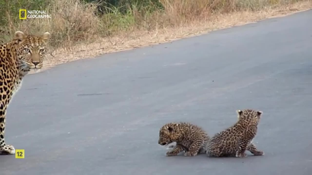 Safari letal 01 - León vs. búfalo (2024) - Documental