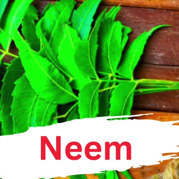 नीम के फायदे