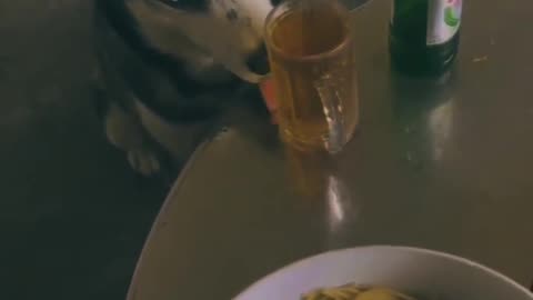 cute drinking dog