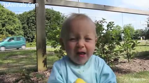 baby compilation