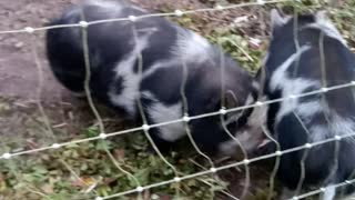 Kune Kune Pig wants to play