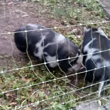 Kune Kune Pig wants to play