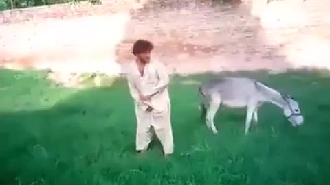 WATCH FUNNY DONKEY FIGHT, SHORT VIDEO