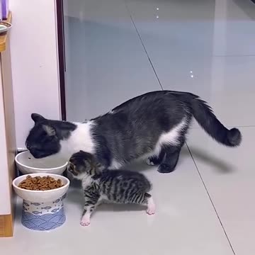 Cute . Cats and Kittens