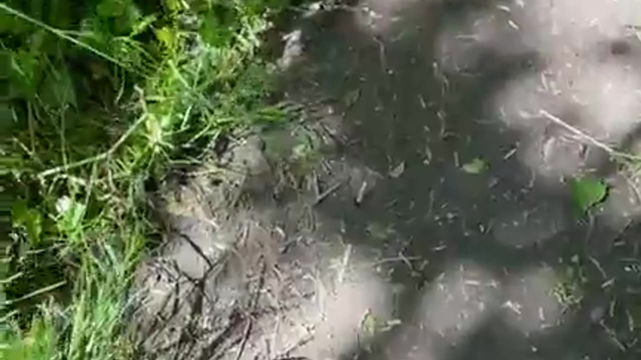 Dog having fun with her friend in nature