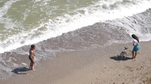 The Dog is Playing on the Beach