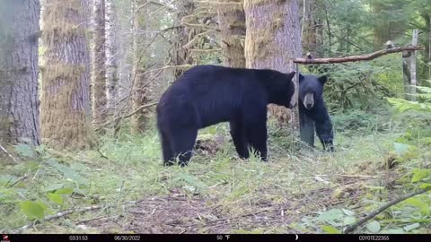 Bear vs Mirror_2