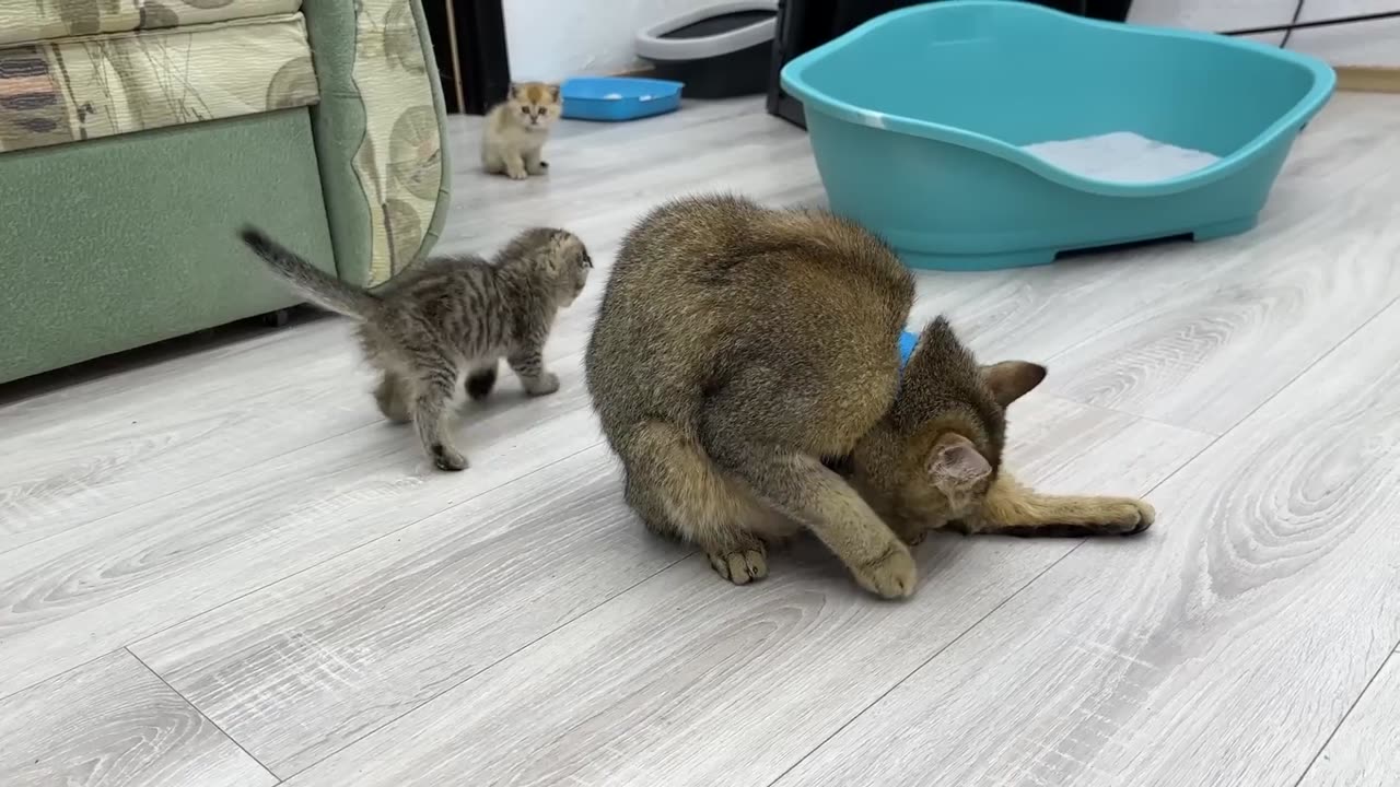 The kittens fight until the mother cat calls them to calm down