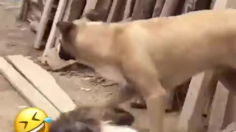 Dogs and cat funny video 😺😄😄😁