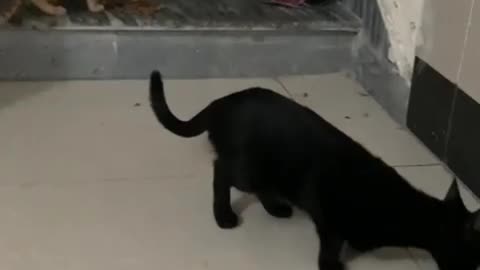 Blacky and browni playing and fighting