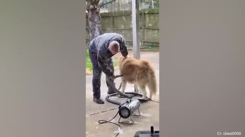 Husky doing husky things! FUNNIEST Dogs