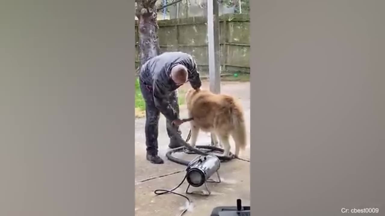 Husky doing husky things! FUNNIEST Dogs