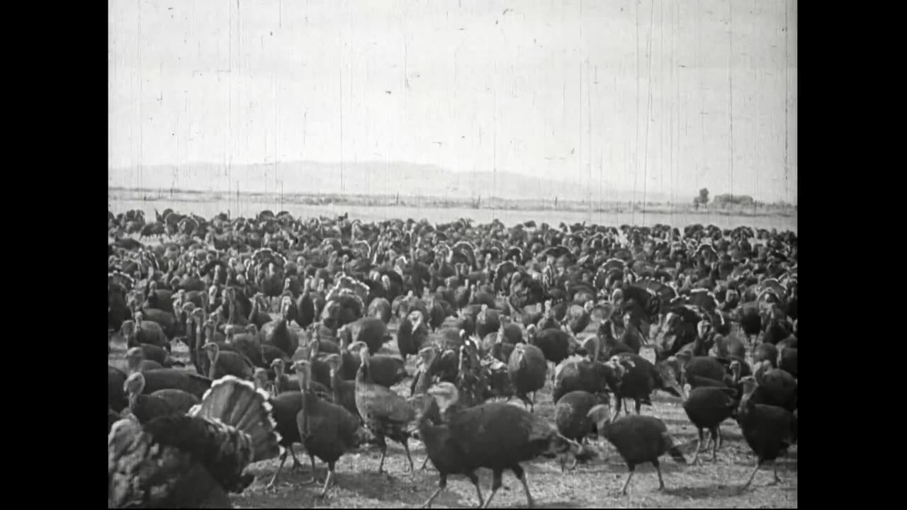 The Turkey Business 1930