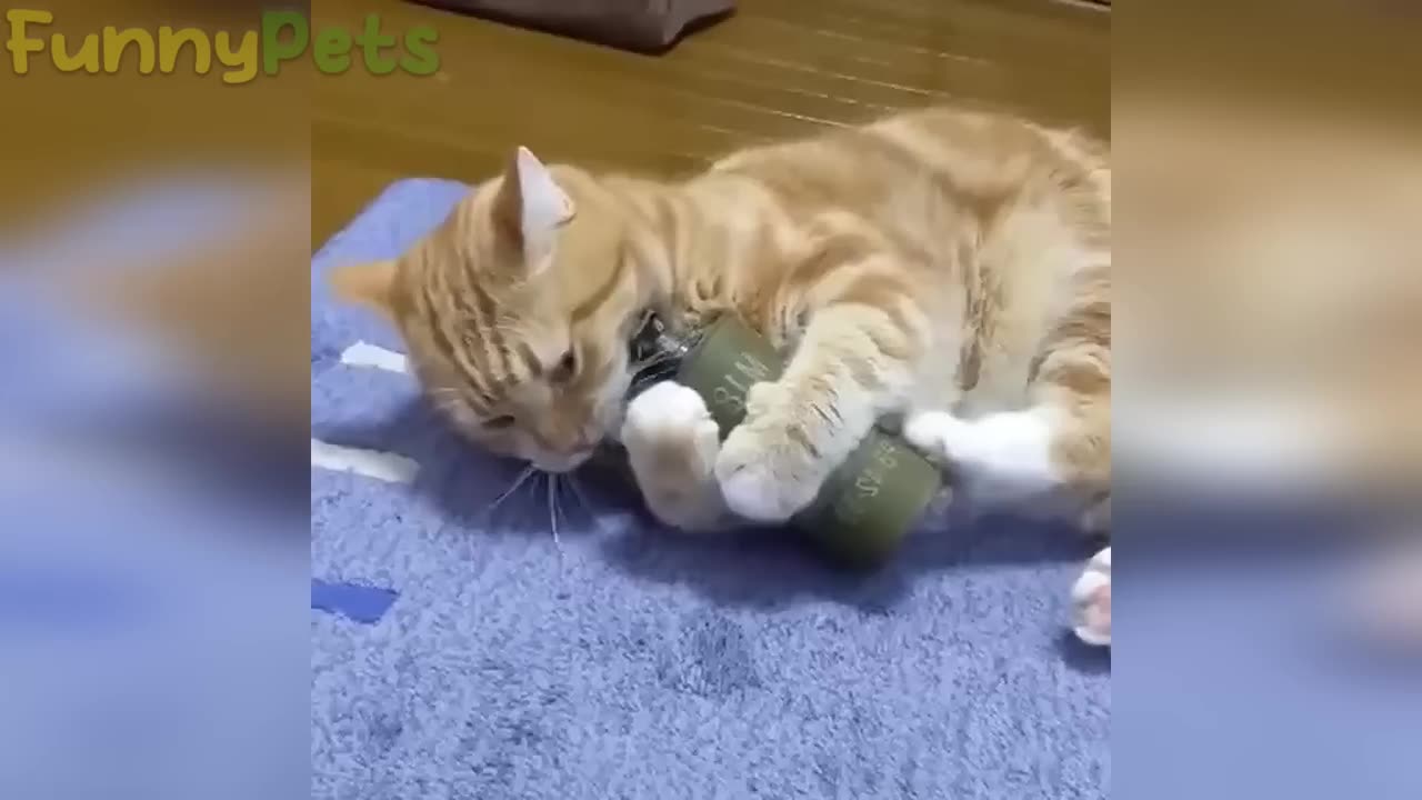 Animals