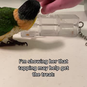 Can birds learn from humans?