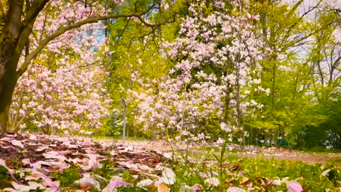 Most Beautiful Garden and flowers