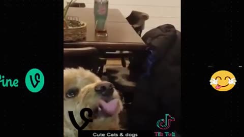 Funny animal
