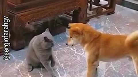 Look at the dog fighting with the cat!😁😃😃😃