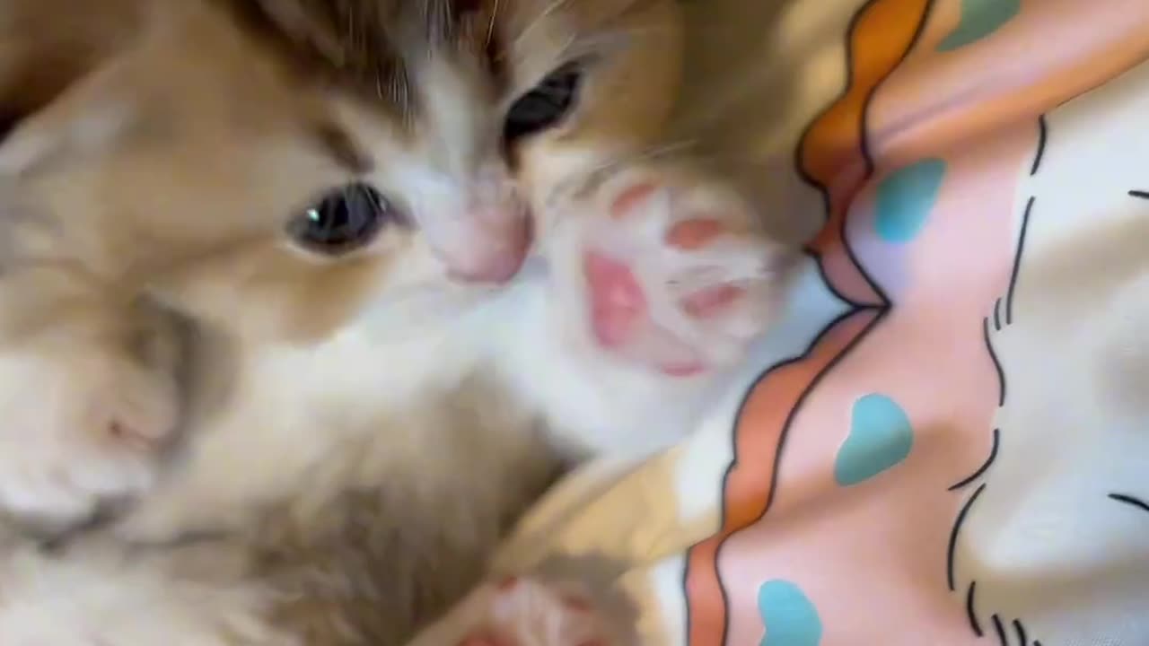 Cute cate funny video