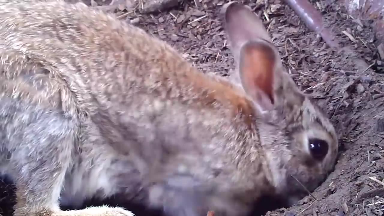 Baby Rabbit is so Terrible 🐇