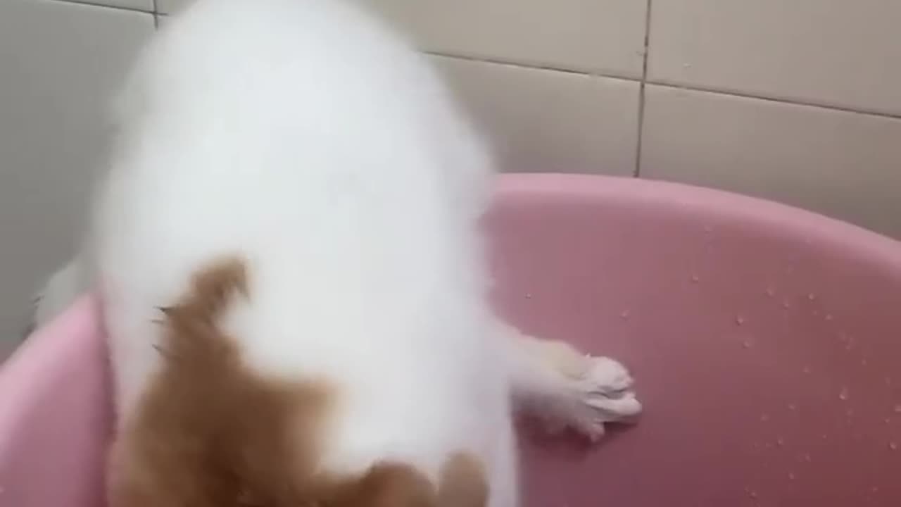 Cat playing with water | Water is just fascinating for cat playing