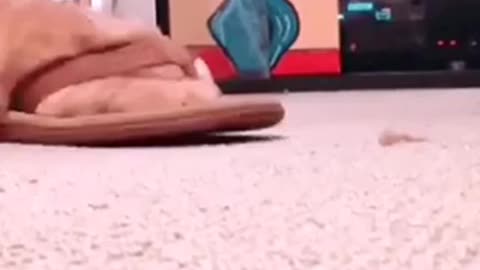 Clever dogs