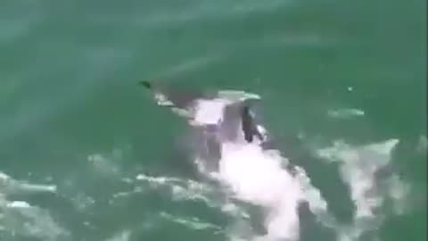 Duck vs Shark, who will win #shorts #shortvideo #video #virals #videoviral