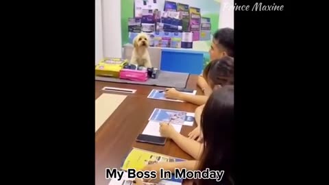 Animals funny 😂