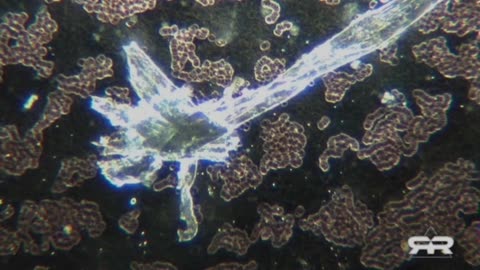 Self-Assembly Nanotech - Reese Report Compilation