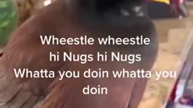 Adorable_bird_talking_just_like_a_human.