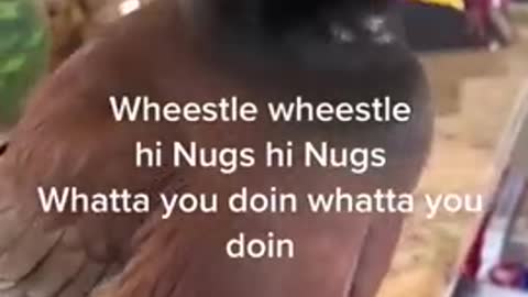 Adorable_bird_talking_just_like_a_human.