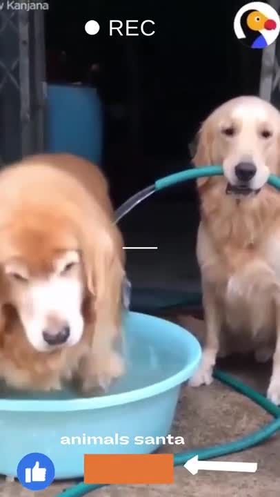 Don't mind me cute golden retriever