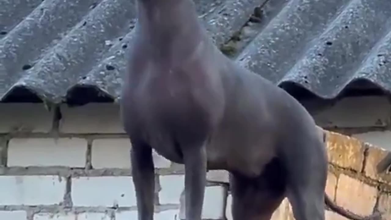 Take a look at the Xoloitzcuintli dog It is an ancient breed of dog that has been around for at least 3,000 years
