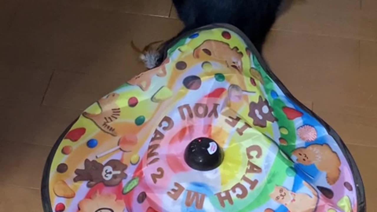 Feline Fun: Cat Goes Wild with Exciting New Playthings!