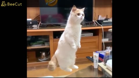 Watch new funny and cute animal videos to make your day 100 times better 🥰: