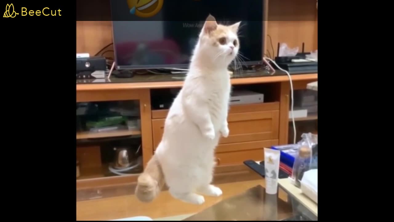Watch new funny and cute animal videos to make your day 100 times better 🥰: