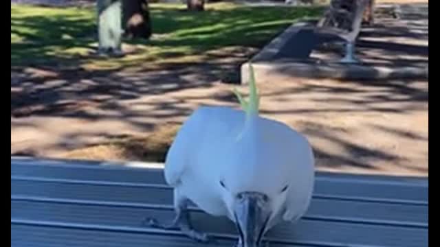 Vídeos Engraçados de Animais #1