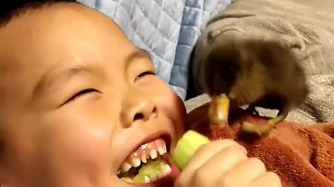 Little ducky grab food from kid's mouth