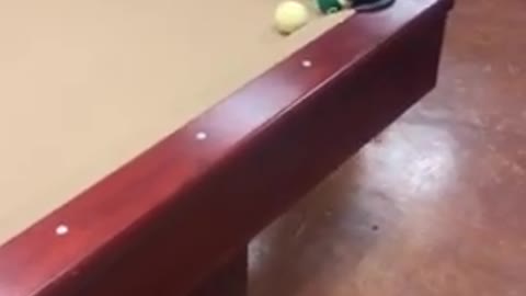 Dog full of very impresuve billiard shot