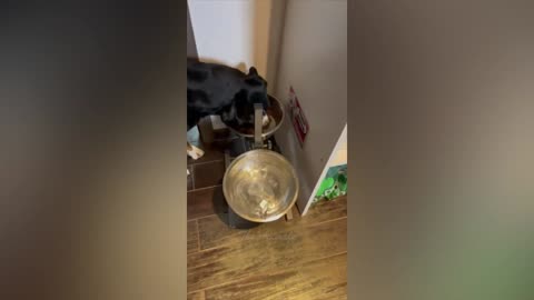 Best Funny Animal Videos Of The 2023 🤣 - Funniest Cats And Dogs Videos 😺😍 (55)