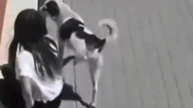 Dog vs girl